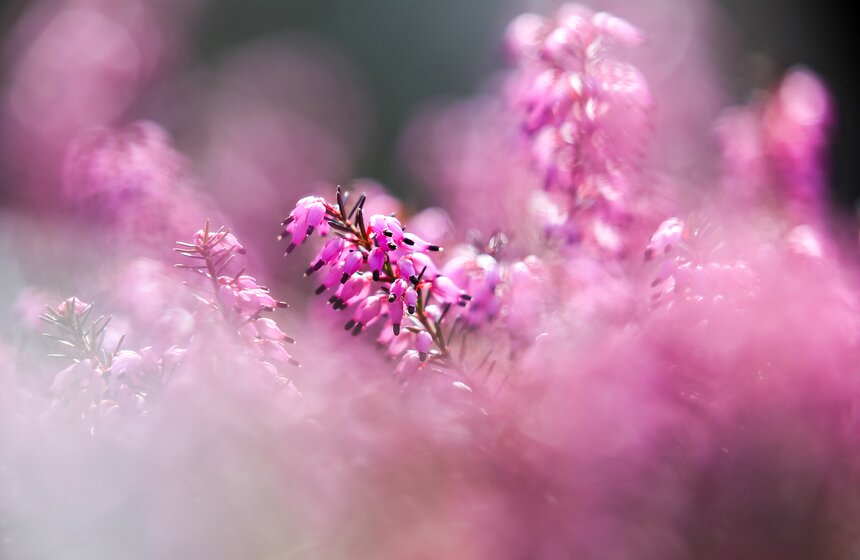 В "Аптекарском огороде" стартовал весенний фестиваль 20 фото