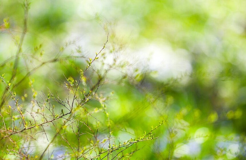В "Аптекарском огороде" стартовал весенний фестиваль 2 фото