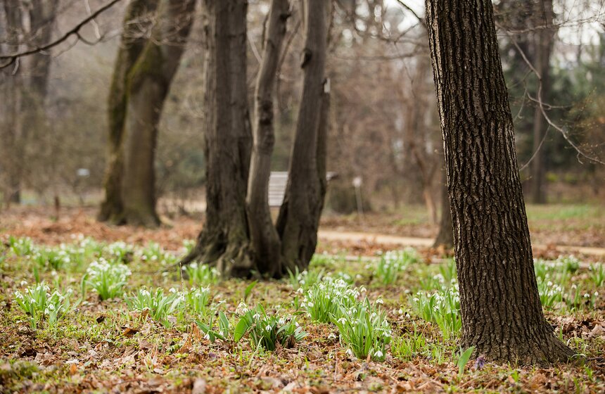 Весеннее оживление: в столице проснулись первоцветы 12 фото