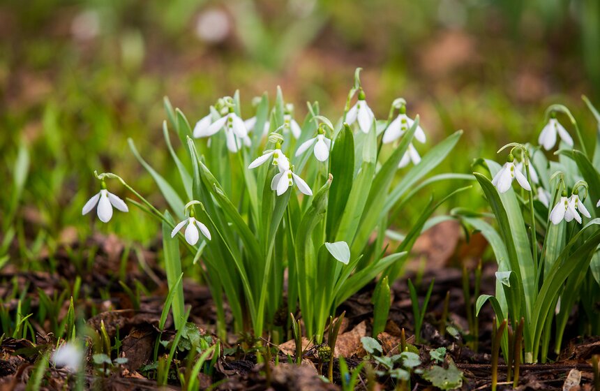 Весеннее оживление: в столице проснулись первоцветы 5 фото