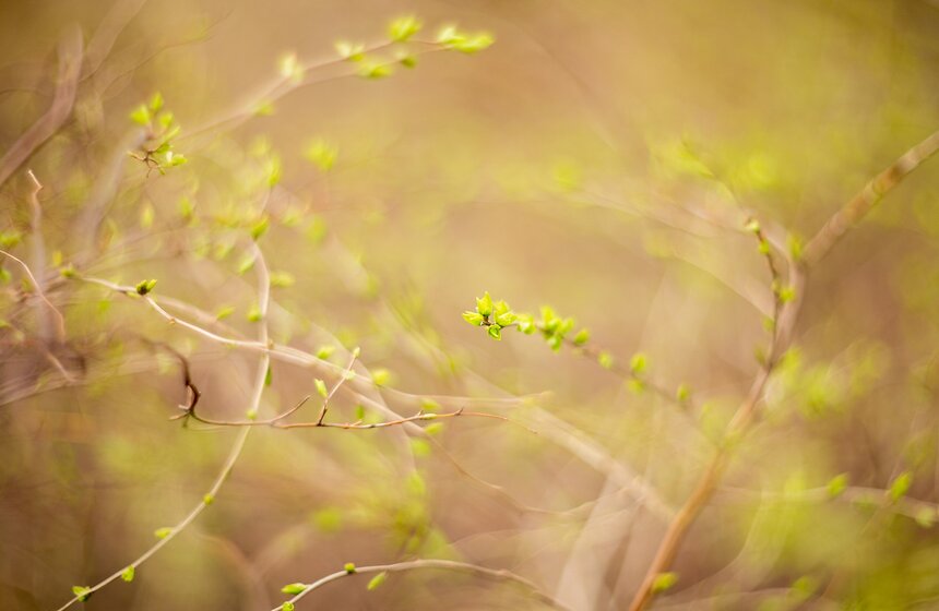 Весеннее оживление: в столице проснулись первоцветы 16 фото