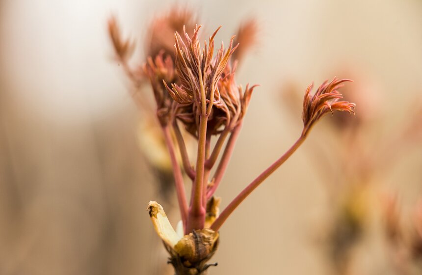 Весеннее оживление: в столице проснулись первоцветы 14 фото