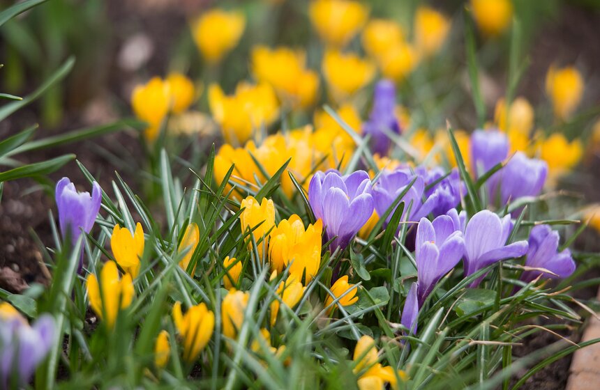 Весеннее оживление: в столице проснулись первоцветы 19 фото