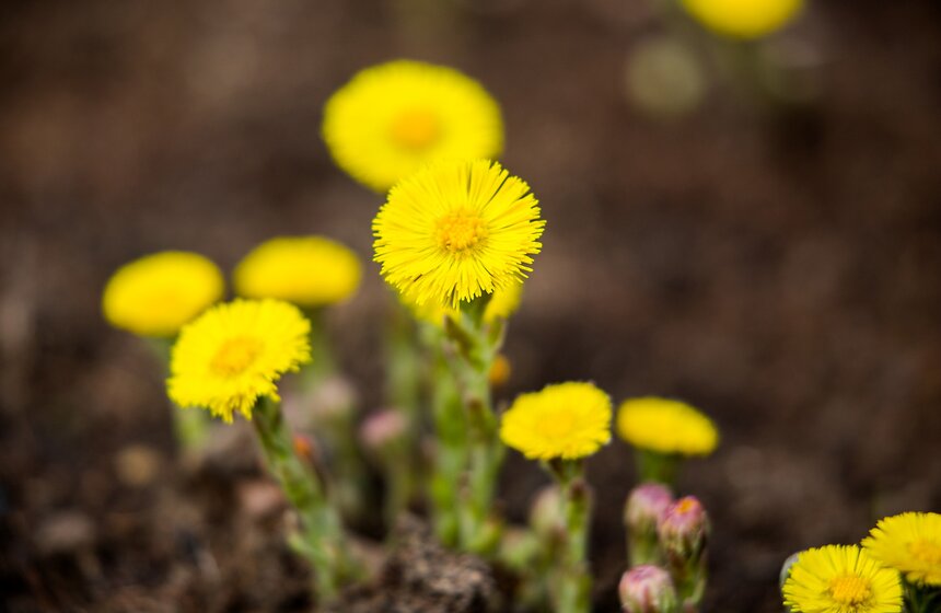 Весеннее оживление: в столице проснулись первоцветы 18 фото