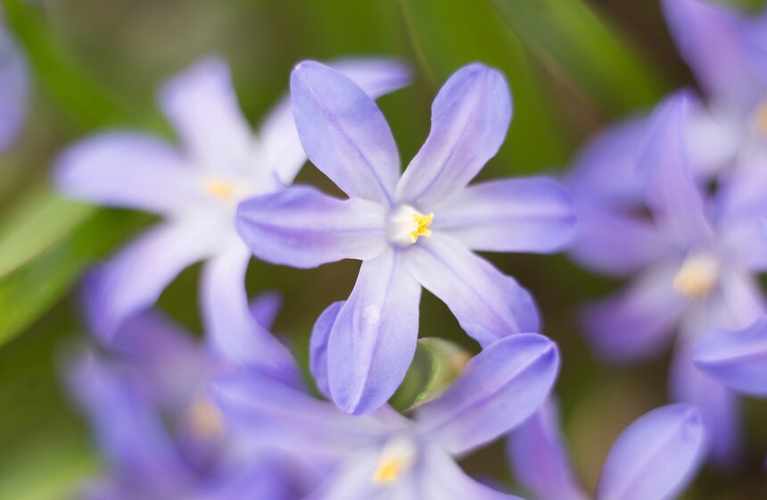 Весеннее оживление: в столице проснулись первоцветы 20 фото