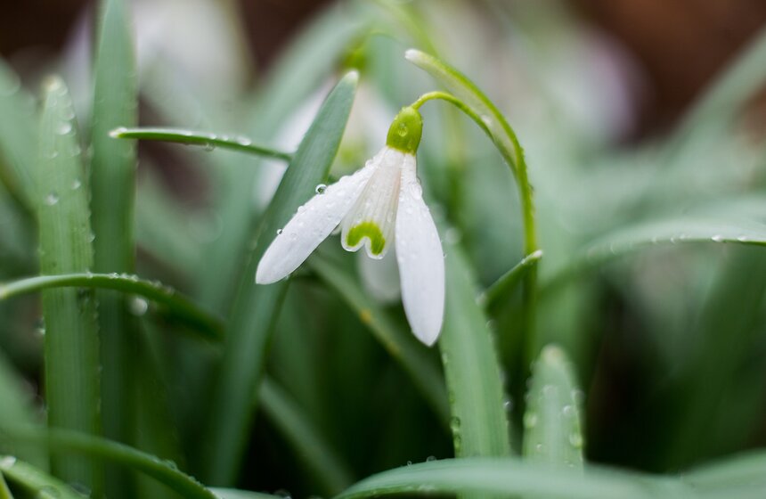 Весеннее оживление: в столице проснулись первоцветы 4 фото