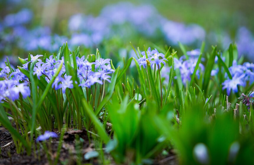Весеннее оживление: в столице проснулись первоцветы 2 фото