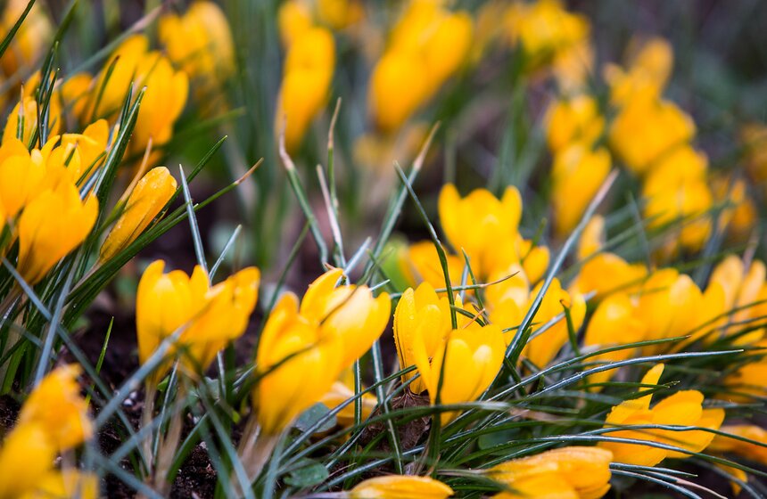 Весеннее оживление: в столице проснулись первоцветы 3 фото