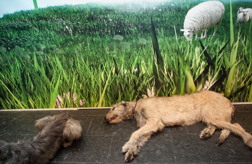 В Центральном доме художника стартовала Неделя Ирландии 4 фото