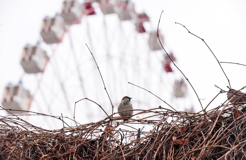 На ВДНХ готовятся к сносу колеса обозрения 3 фото