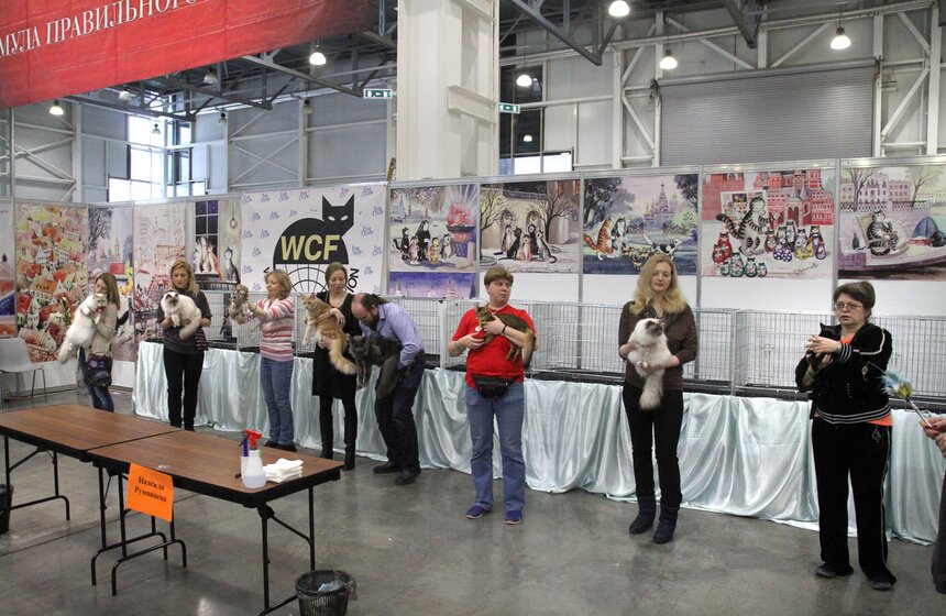 Международная выставка кошек "Кэтсбург-2016" 20 фото