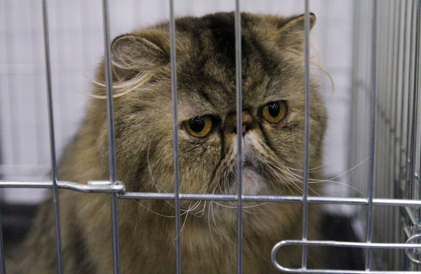 Международная выставка кошек "Кэтсбург-2016" 24 фото