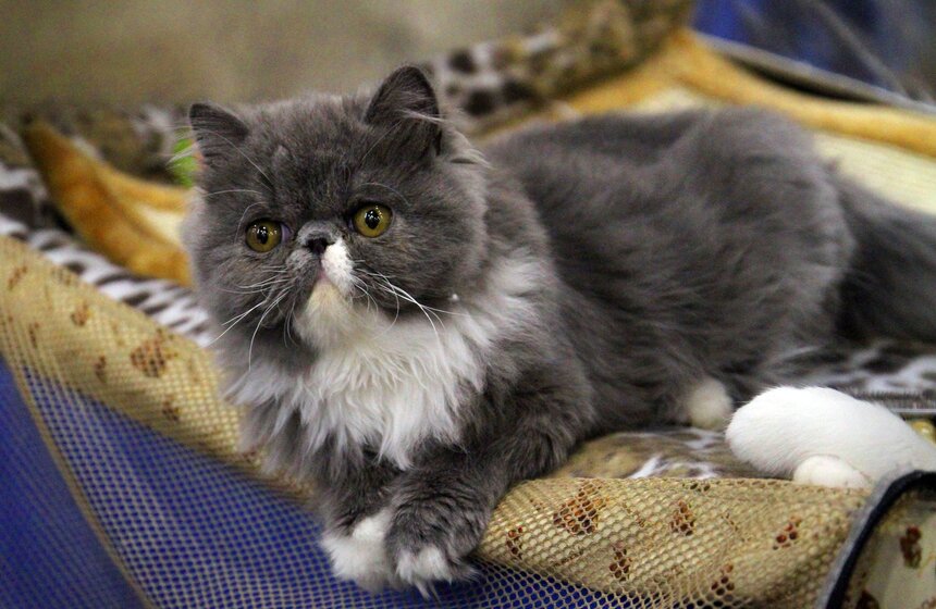 Международная выставка кошек "Кэтсбург-2016" 11 фото