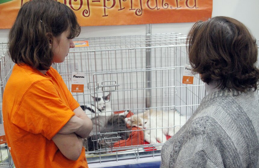 Международная выставка кошек "Кэтсбург-2016" 3 фото