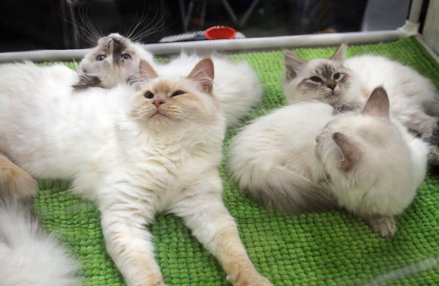 Международная выставка кошек "Кэтсбург-2016" 5 фото