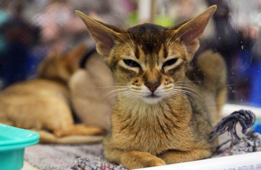 Международная выставка кошек "Кэтсбург-2016" 8 фото