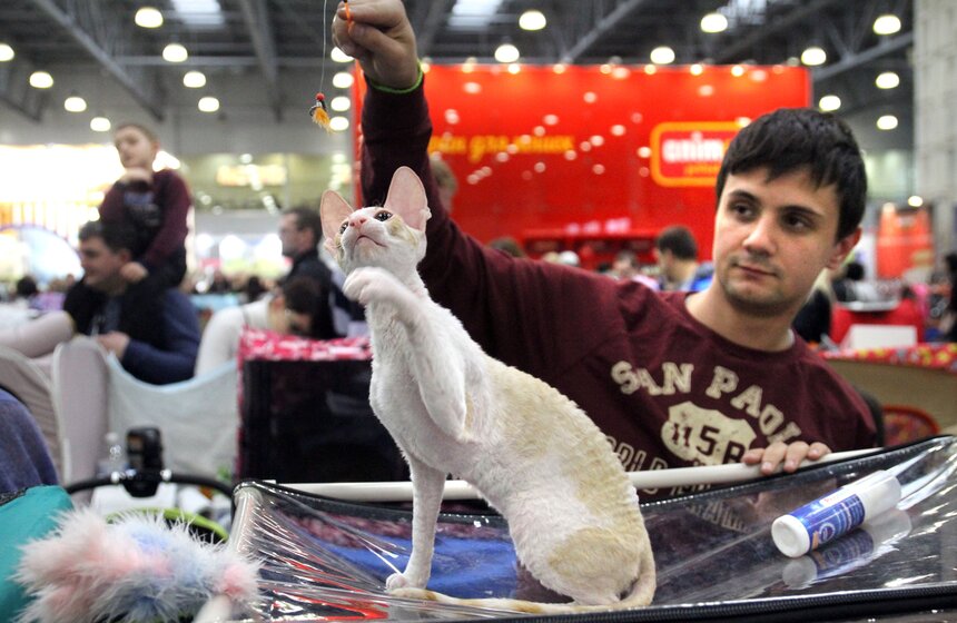 Международная выставка кошек "Кэтсбург-2016" 7 фото