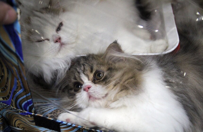 Международная выставка кошек "Кэтсбург-2016" 6 фото