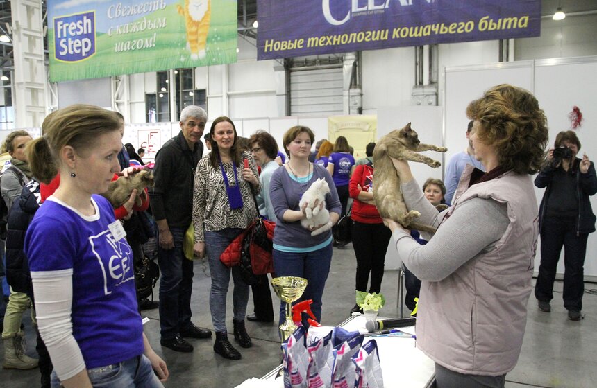 Международная выставка кошек "Кэтсбург-2016" 17 фото