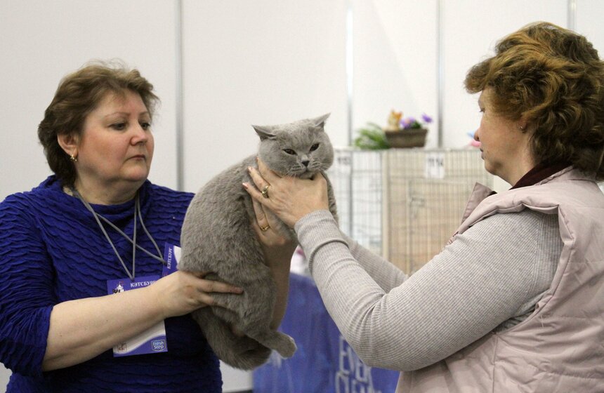 Международная выставка кошек "Кэтсбург-2016" 16 фото
