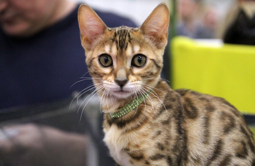 Международная выставка кошек "Кэтсбург-2016" 13 фото