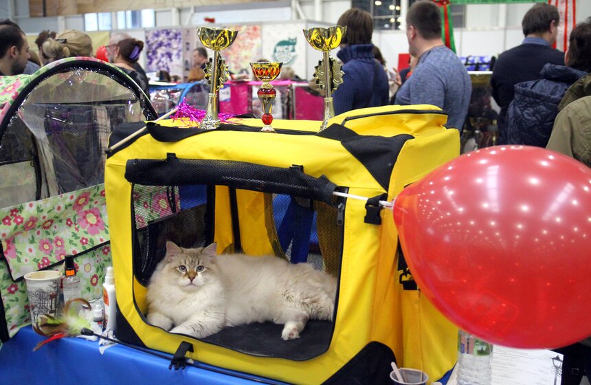 Международная выставка кошек "Кэтсбург-2016" 12 фото
