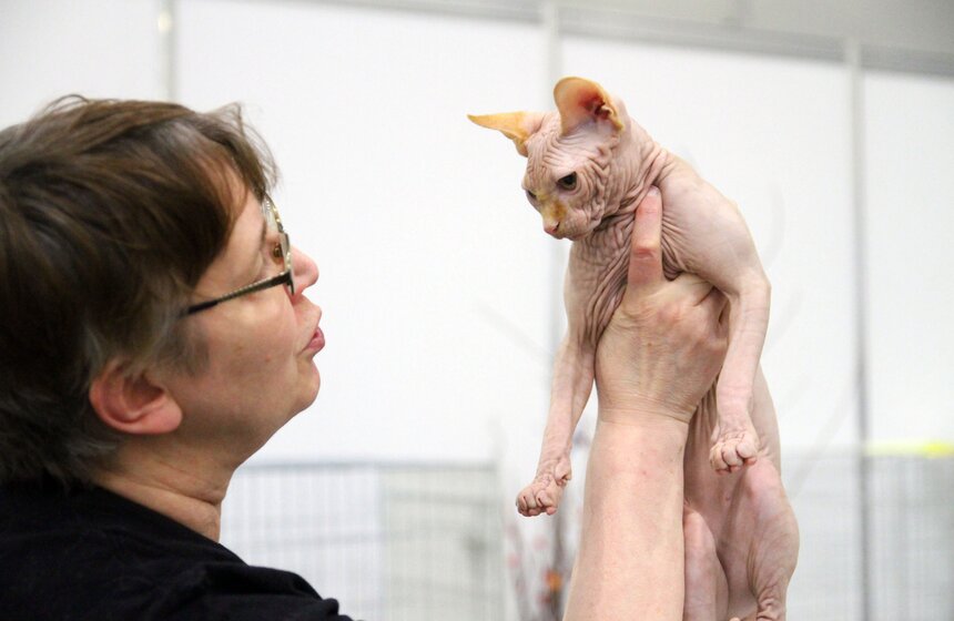 Международная выставка кошек "Кэтсбург-2016" 14 фото