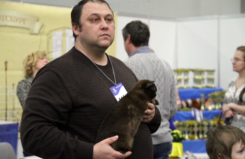 Международная выставка кошек "Кэтсбург-2016" 15 фото
