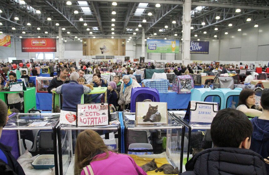 Международная выставка кошек "Кэтсбург-2016" 1 фото