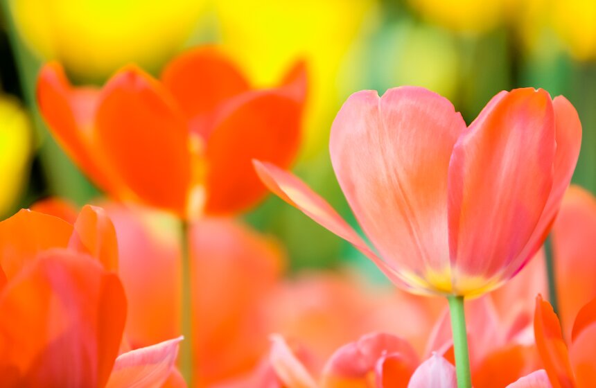 "Репетиция весны" в "Аптекарском огороде" 26 фото