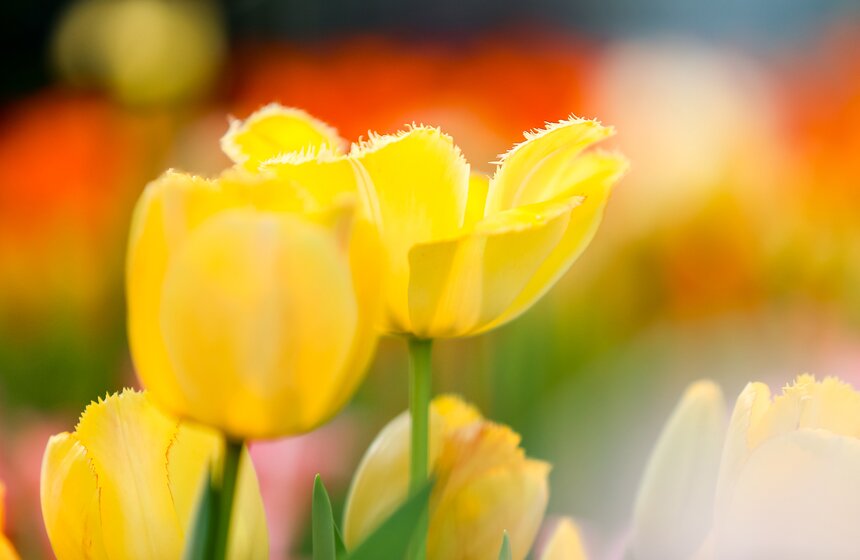 "Репетиция весны" в "Аптекарском огороде" 25 фото