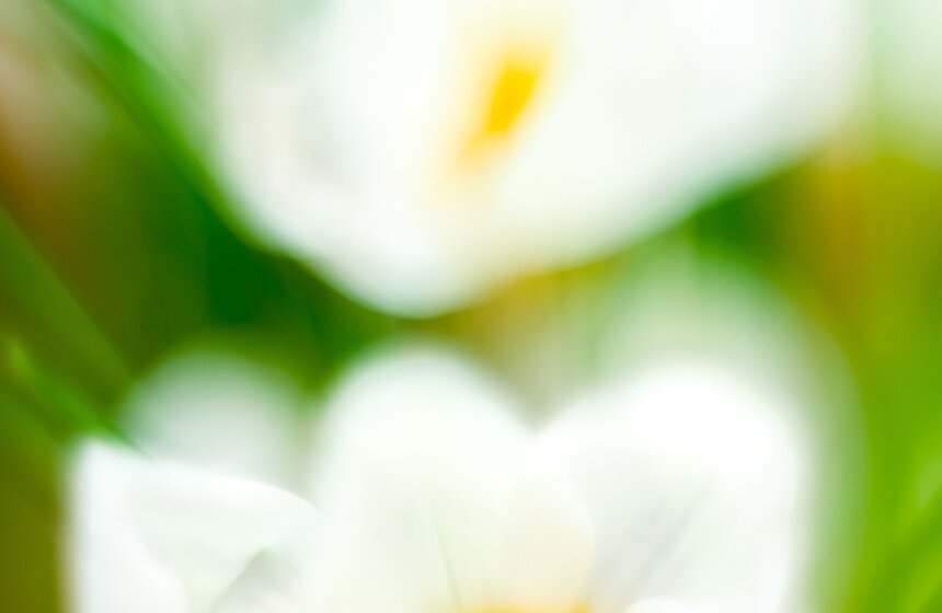 "Репетиция весны" в "Аптекарском огороде" 19 фото