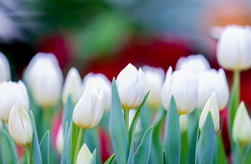 "Репетиция весны" в "Аптекарском огороде" 18 фото