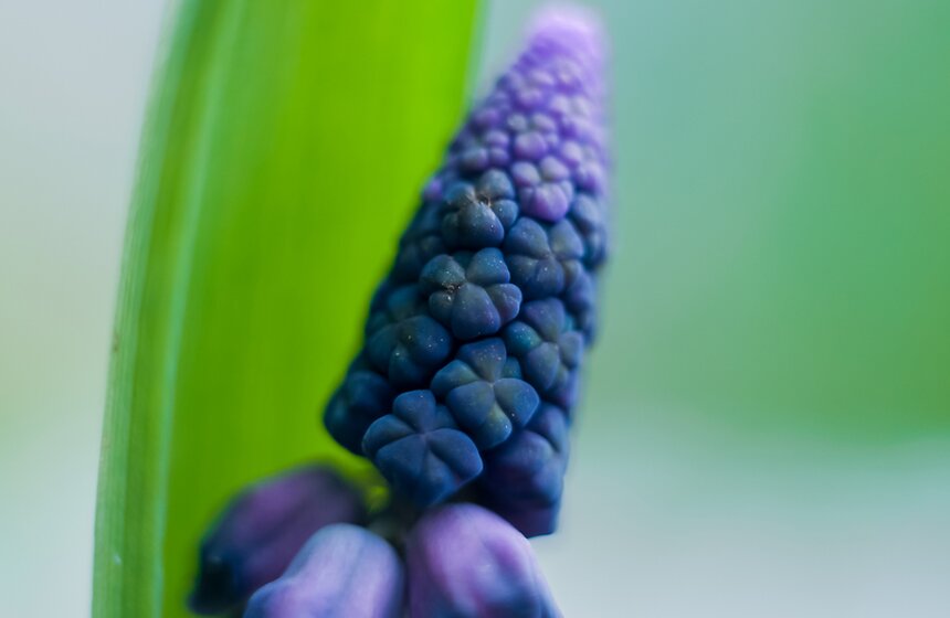 "Репетиция весны" в "Аптекарском огороде" 23 фото