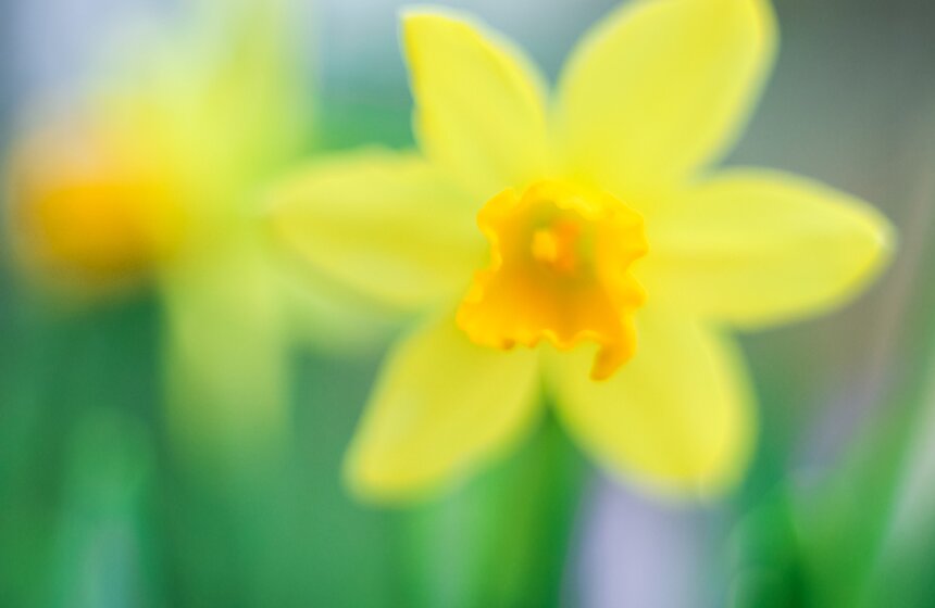 "Репетиция весны" в "Аптекарском огороде" 24 фото