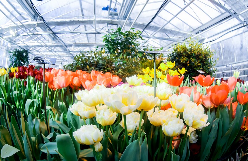 "Репетиция весны" в "Аптекарском огороде" 5 фото