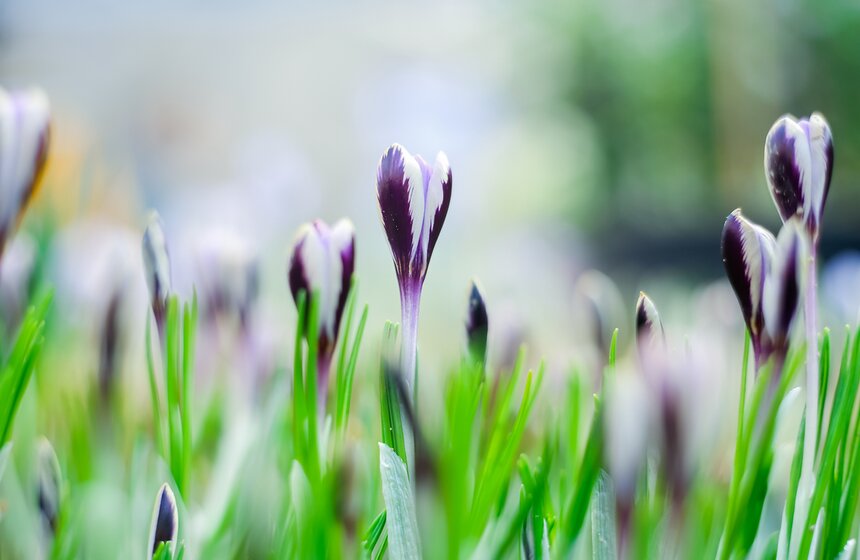"Репетиция весны" в "Аптекарском огороде" 2 фото