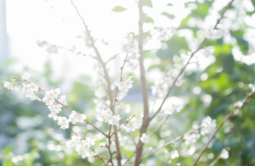 "Репетиция весны" в "Аптекарском огороде" 8 фото