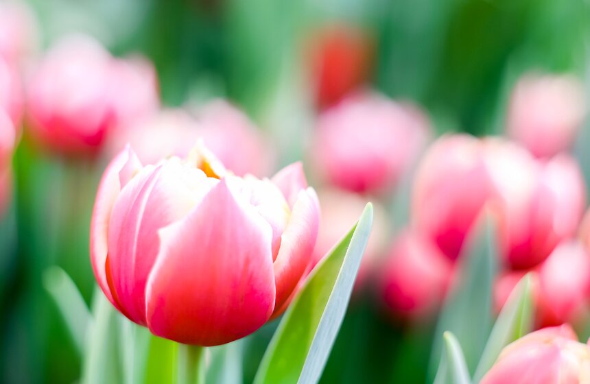 "Репетиция весны" в "Аптекарском огороде" 7 фото