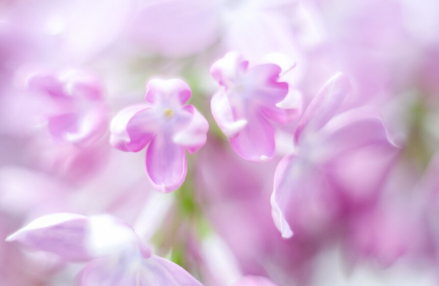 "Репетиция весны" в "Аптекарском огороде" 9 фото