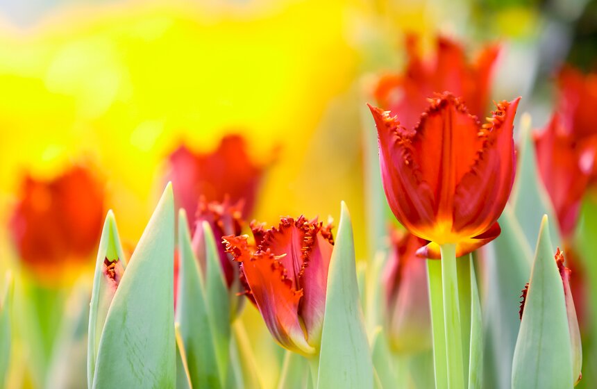 "Репетиция весны" в "Аптекарском огороде" 11 фото