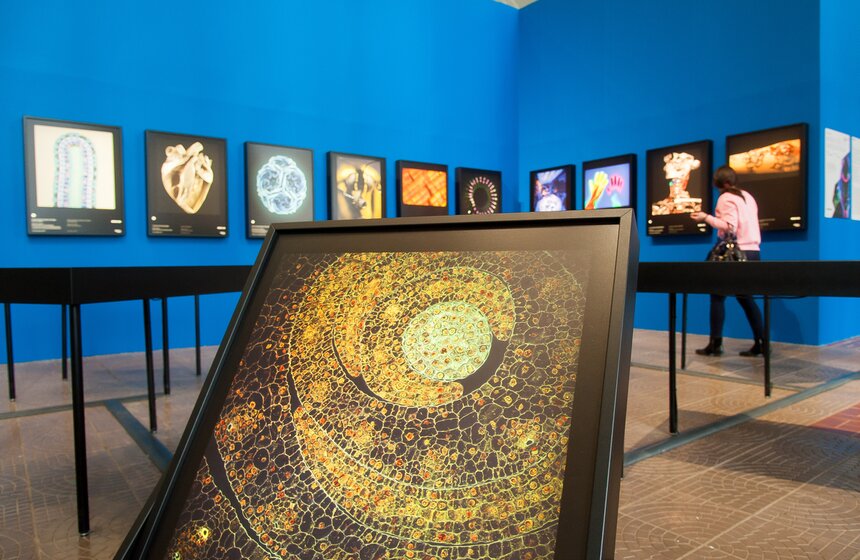 На ВДНХ открылась выставка "Жизнь под микроскопом" 8 фото