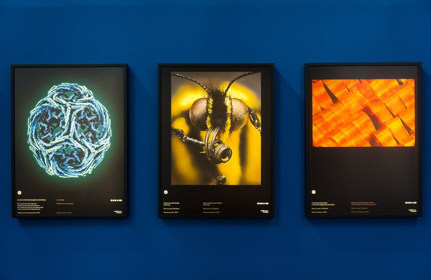 На ВДНХ открылась выставка "Жизнь под микроскопом" 7 фото