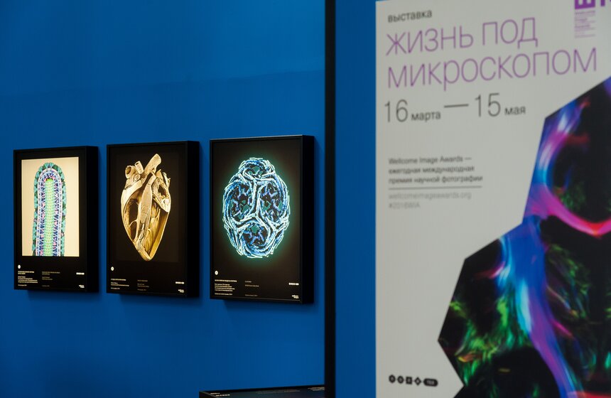На ВДНХ открылась выставка "Жизнь под микроскопом" 2 фото