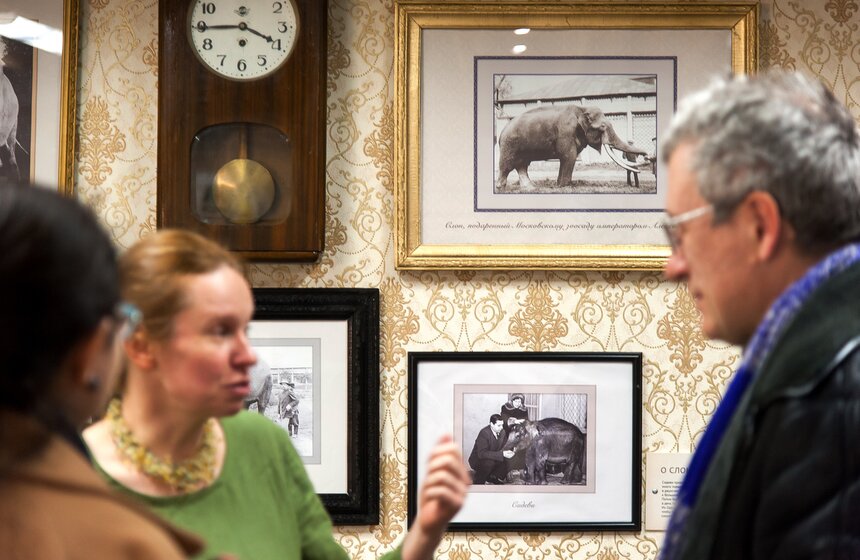 В Московском зоопарке открылся Музей слонов 16 фото