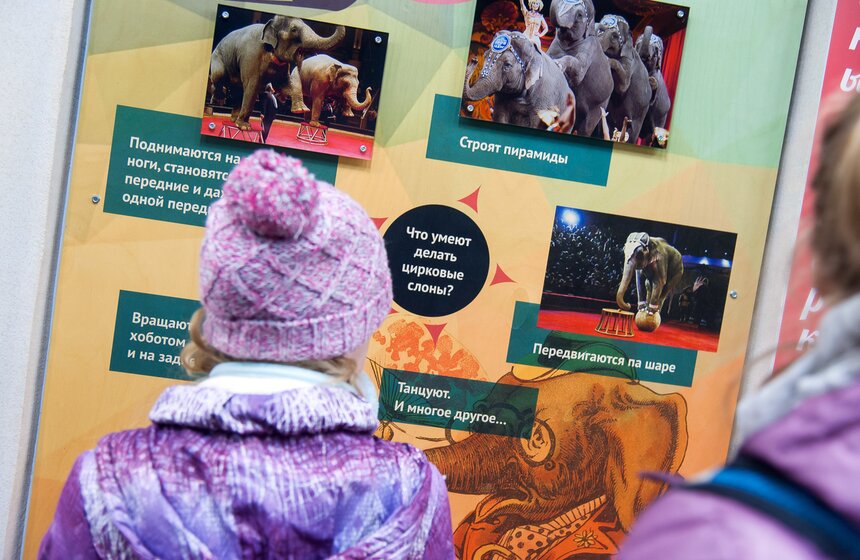 В Московском зоопарке открылся Музей слонов 14 фото