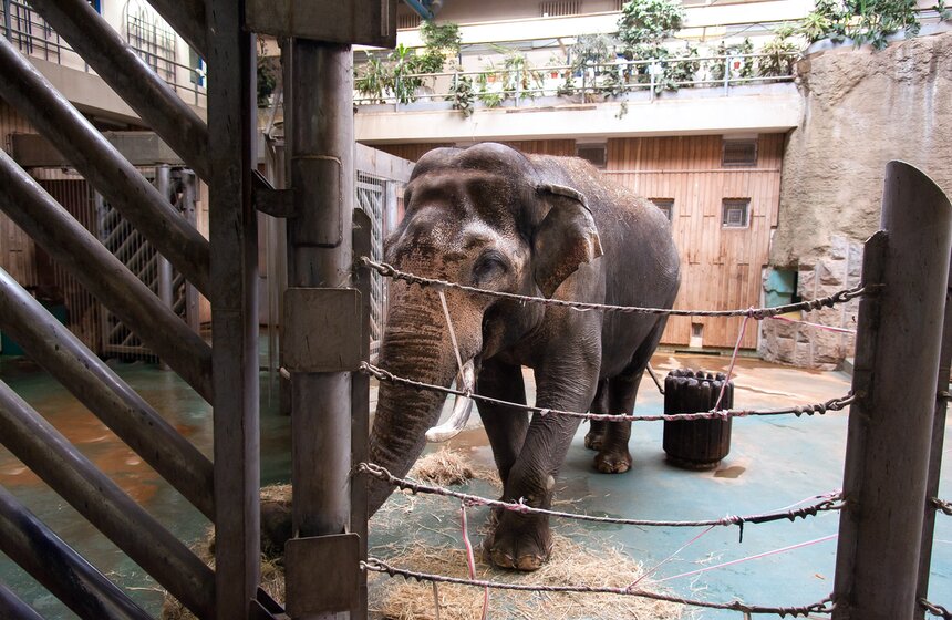В Московском зоопарке открылся Музей слонов 12 фото