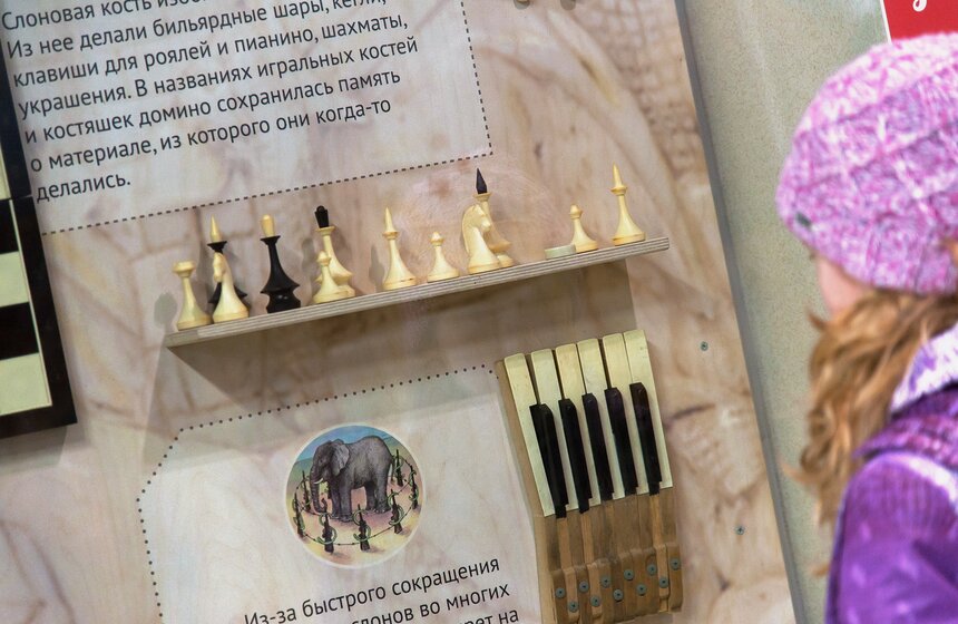 В Московском зоопарке открылся Музей слонов 18 фото