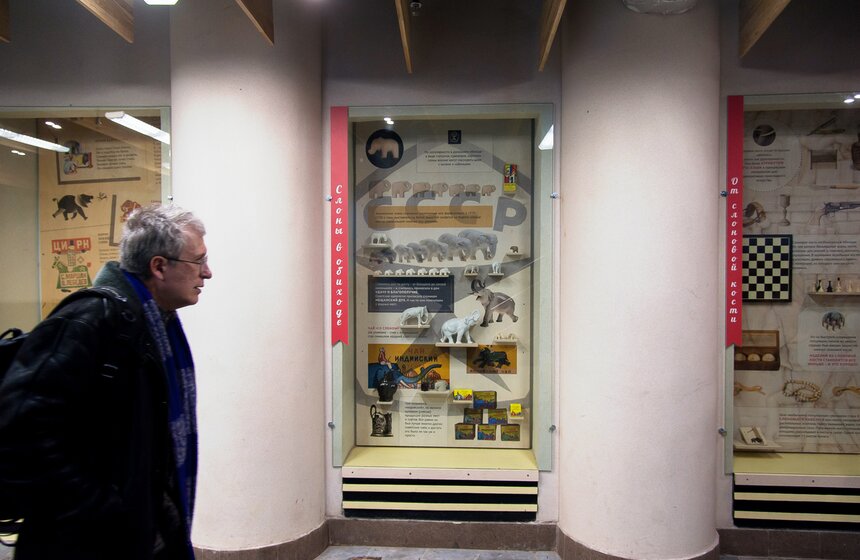 В Московском зоопарке открылся Музей слонов 17 фото