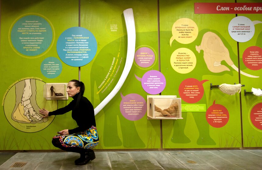 В Московском зоопарке открылся Музей слонов 20 фото